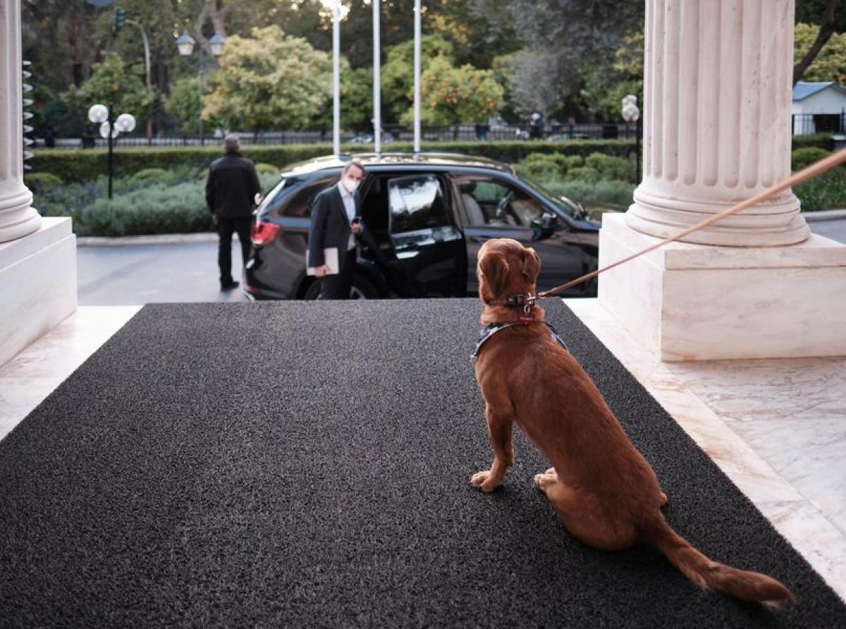 Το Μέγαρο Μαξίμου έχει πλέον τετράποδο ένοικο, τον Πίνατ