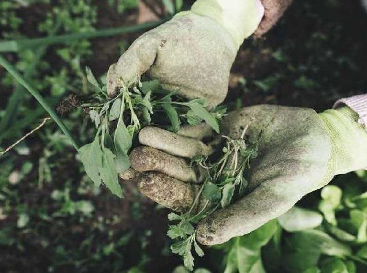 ΠΑΡΕΜΒΑΣΗ ΤΗΣ FAO ΓΙΑ ΤΟΥΣ ΑΓΡΟΤΕΣ ΤΗΣ ΟΥΚΡΑΝΙΑΣ