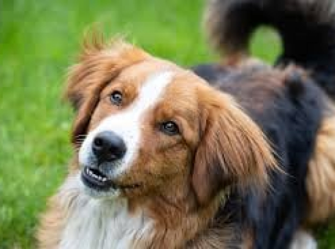 Δωρεάν Τοποθέτηση Microchip για σκύλους στο Δήμο Αγίου Αθανασίου
