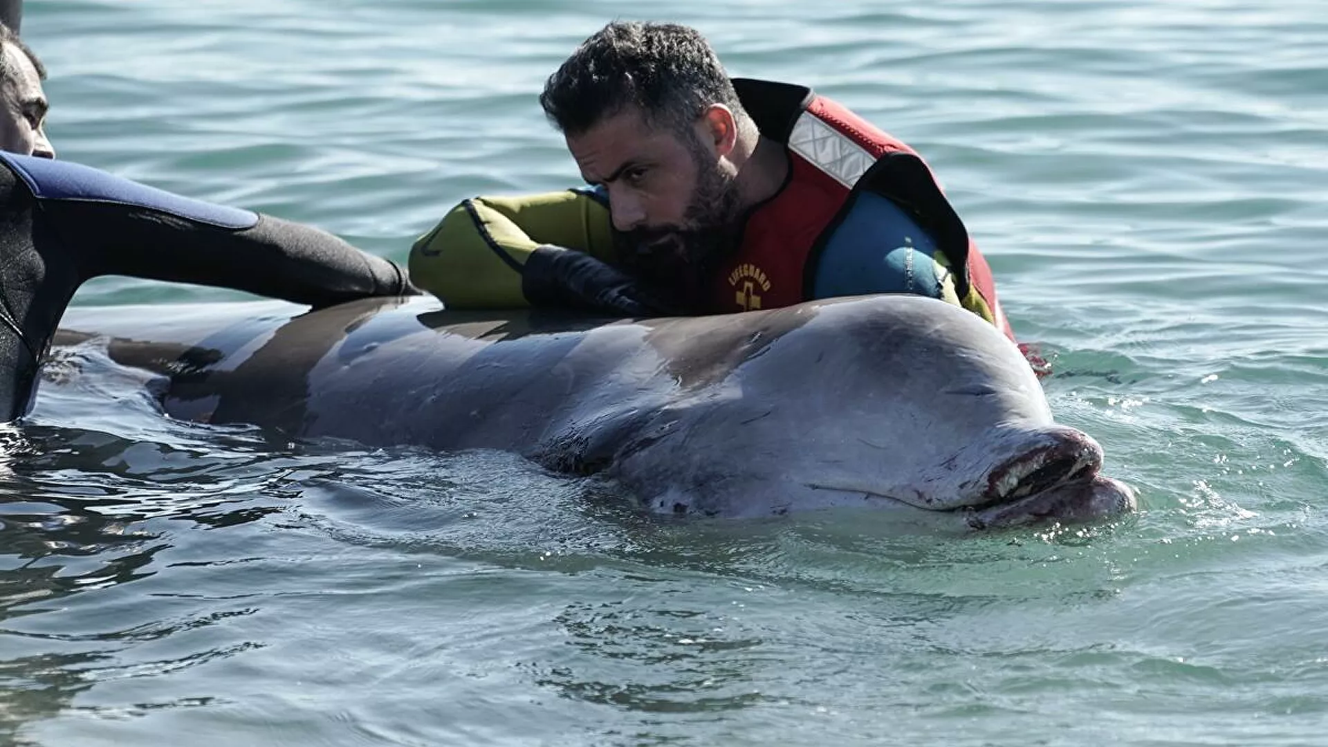 Νεκρή η φάλαινα που είχε φτάσει στην παραλία του Αλίμου