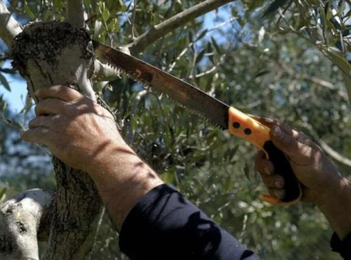 Ανακοίνωση του Τμήματος Δασών αναφορικά με την κλάδευση δέντρων στην περιοχή του Αγίου Τύχωνα