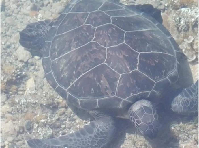 Θεάσεις θαλάσσιων χελωνών στα παράκτια ύδατα της Κύπρου