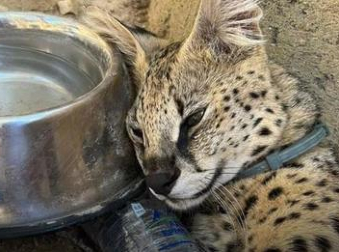 Πέθανε ο γάτος Berton - Απόδοση ευθυνών ζητά το Κόμμα για τα Ζώα