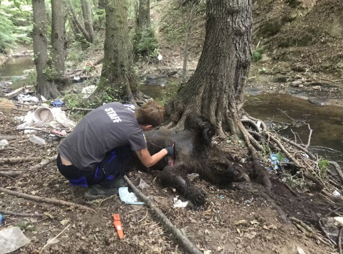 Φλώρινα: Τρεις νεκρές αρκούδες από πυροβολισμούς εντός περιοχής Natura 