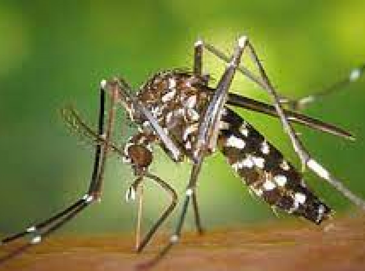 ALERT: Βρέθηκε το κουνούπι Τίγρης στη Λεμεσό - Το σχέδιο δράσης