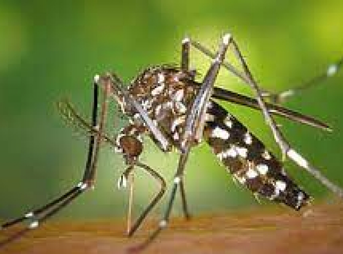 ALERT: Βρέθηκε το κουνούπι Τίγρης στη Λεμεσό - Το σχέδιο δράσης