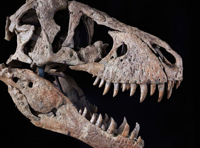 Το κρανίο ενός Τυραννόσαυρου βγαίνει σε δημοπρασία - Αναμένεται να ξεπεράσει τα 20 εκατ. δολάρια