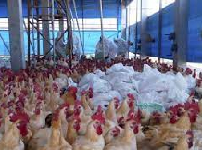 Σε συναγερμό οι αρχές: Εντοπίστηκαν κρούσματα γρίπης των πτηνών στην Κύπρο