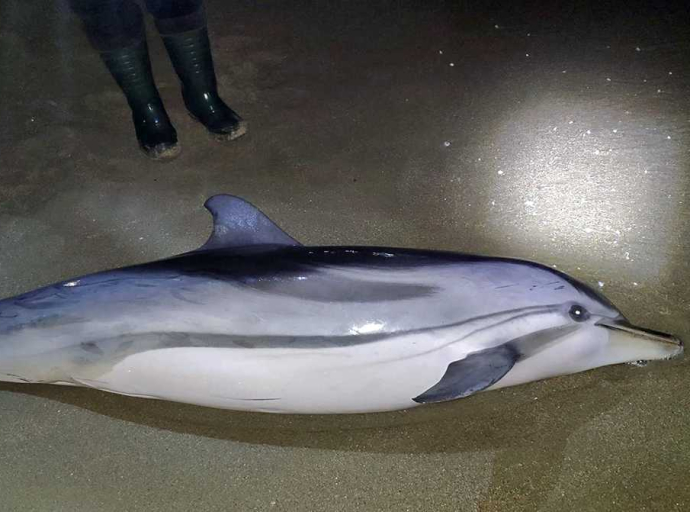 Καβάλα: Ένα δελφίνι έπεσε «θύμα» του ισχυρού νοτιά στην παραλία της Νέας Καρβάλης