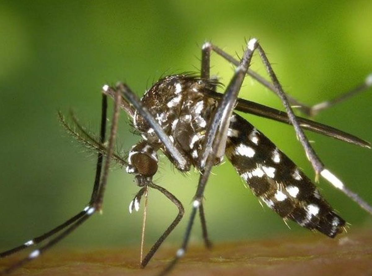 Εντοπισμός κουνουπιών του είδους Aedes aegypti και Aedes albopictus σε Λάρνακα και Λεμεσό και εφαρμογή μέτρων για την αντιμετώπιση τους