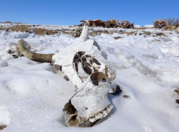 Το Dzud (ZUHD), ένα σοβαρό χειμερινό καιρικό φαινόμενο μοναδικό στη Μογγολία