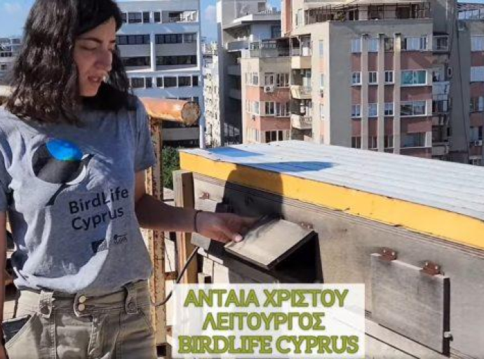 Δείτε πως 30 τεχνητές φωλιές σε κτήρια της Cyta προστατεύουν τα Πετροχελίδονα που κινδυνεύουν με εξαφάνιση