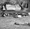 Σαν Σήμερα – Η Σφαγή στο Κοντομαρί: Ένα από τα πρώτα εγκλήματα των ναζί στην Κρήτη